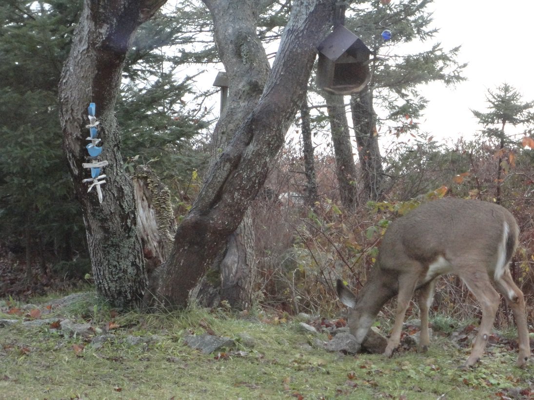 scotiajim's tweet photo. Deer in the back yard. #GoodThingsInTheWorld https://t.co/2KTNZTyDpp