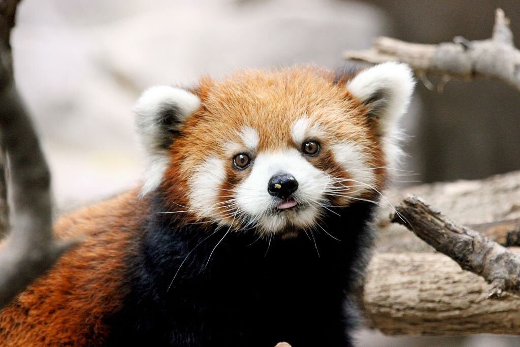 Josh_Le's tweet photo. #HappyBirthday to my forever #zoopal, @beckyscheel! May all the red pandas and biscuits be yours today! https://t.co/cgxjUfBQzW