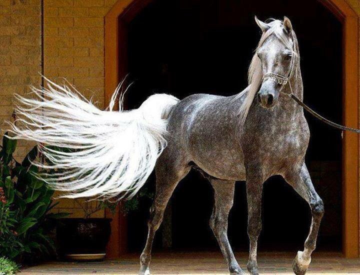 Фризская лошадь альбинос. Белая лошадь томпсонов. Лошадь с длинной гривой. Лошадь с длинной гривой. Чисто белые лошади в пульс.
