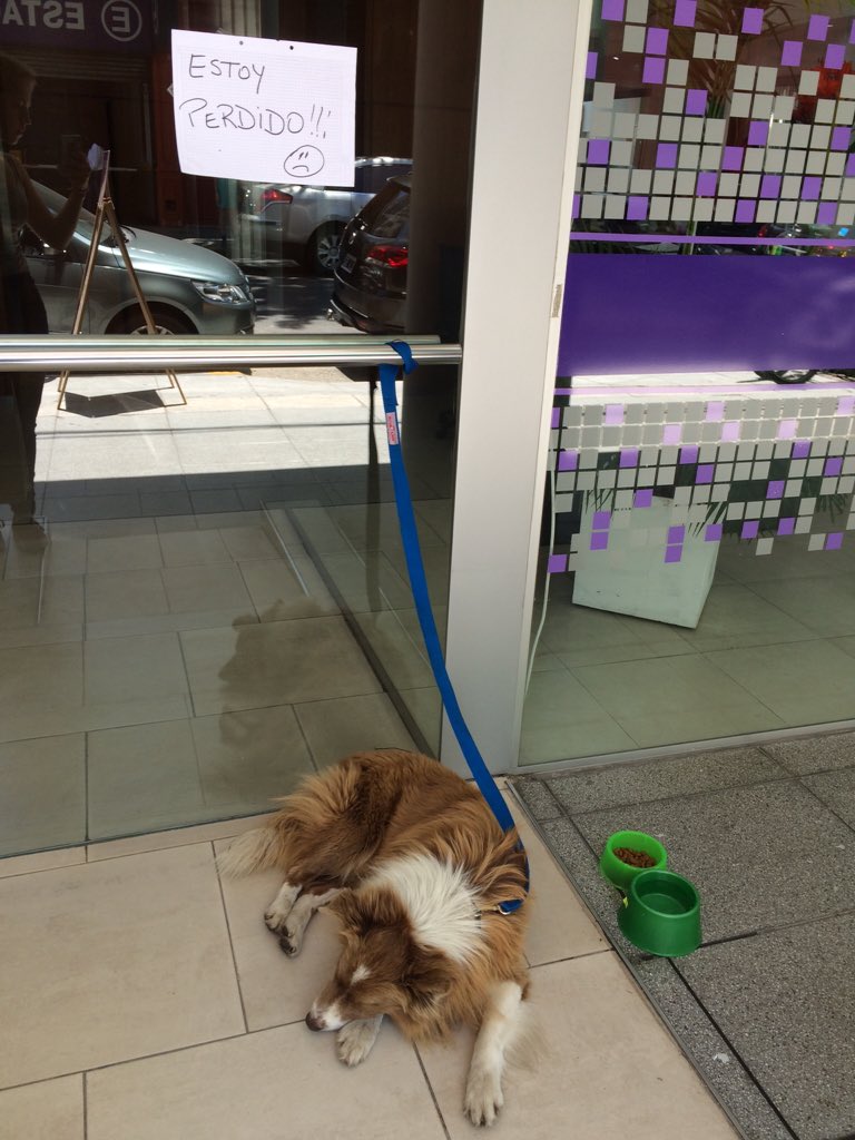 lubulat's tweet photo. Perro perdido en Av. Cerviño y Jerónimo Salguero!! Parece que lo están cuidando, pero está super bajón https://t.co/6ae0QiYAvr