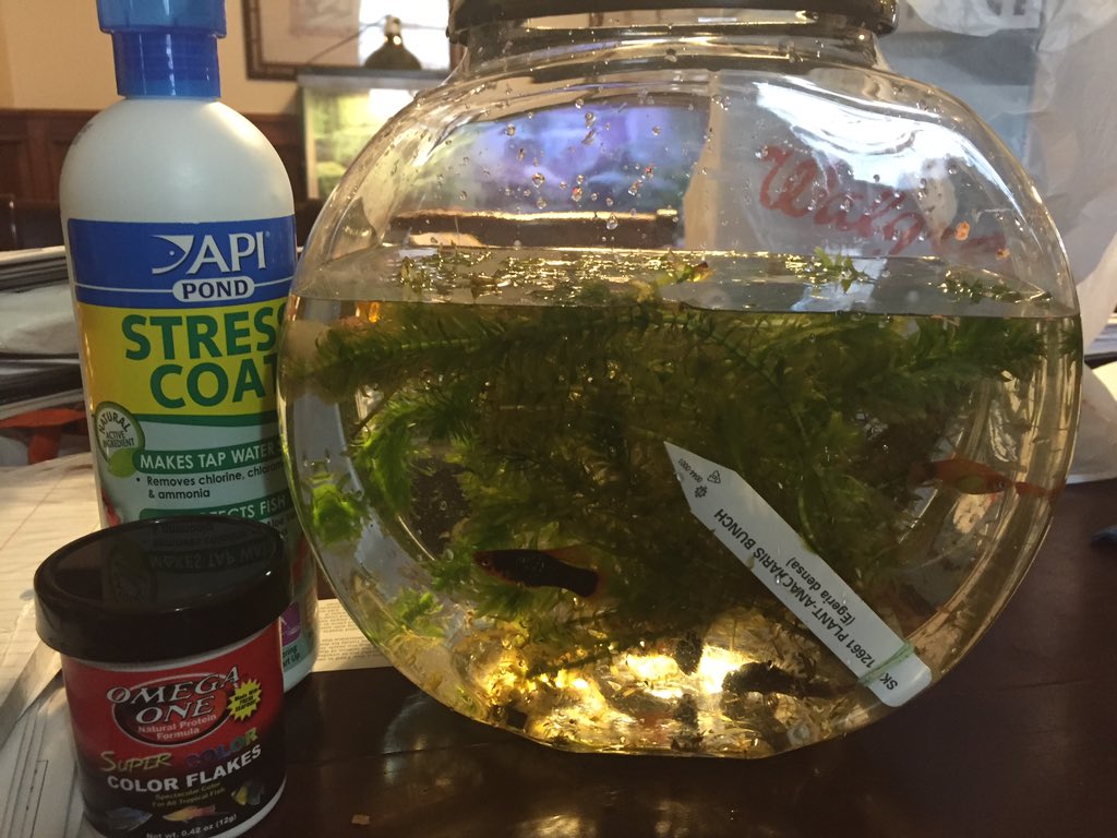 clayton_biology's tweet photo. Hmmm... Looks like the beginning of class aquarium... Or genetics experimentation? Stay Tuned! #veraBio @atmsenior https://t.co/wkfKEaYGoD