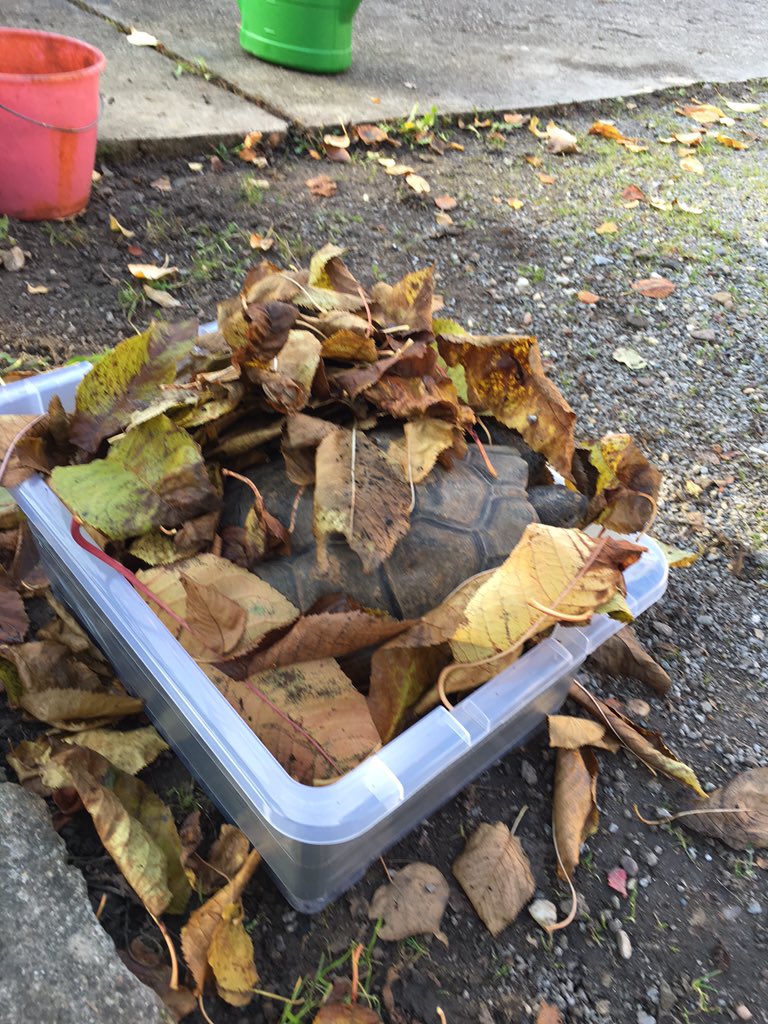 dertobe_'s tweet photo. Schildkröten sind super! #geolocationcamp https://t.co/RoB4cb1W7I