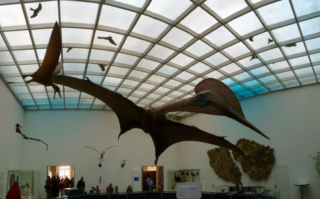 HandyDylan's tweet photo. #GeoTweet
Pterosaur gallery, Karlsruhe
Bloody brilliant #LargeChild https://t.co/pulDF9t3ZC