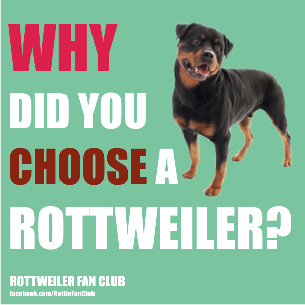 RottieFanClub's tweet photo. Why did you choose a Rottweiler?

Like ✔ Comment ✔ Share ✔ https://t.co/MP3v4KXRtW