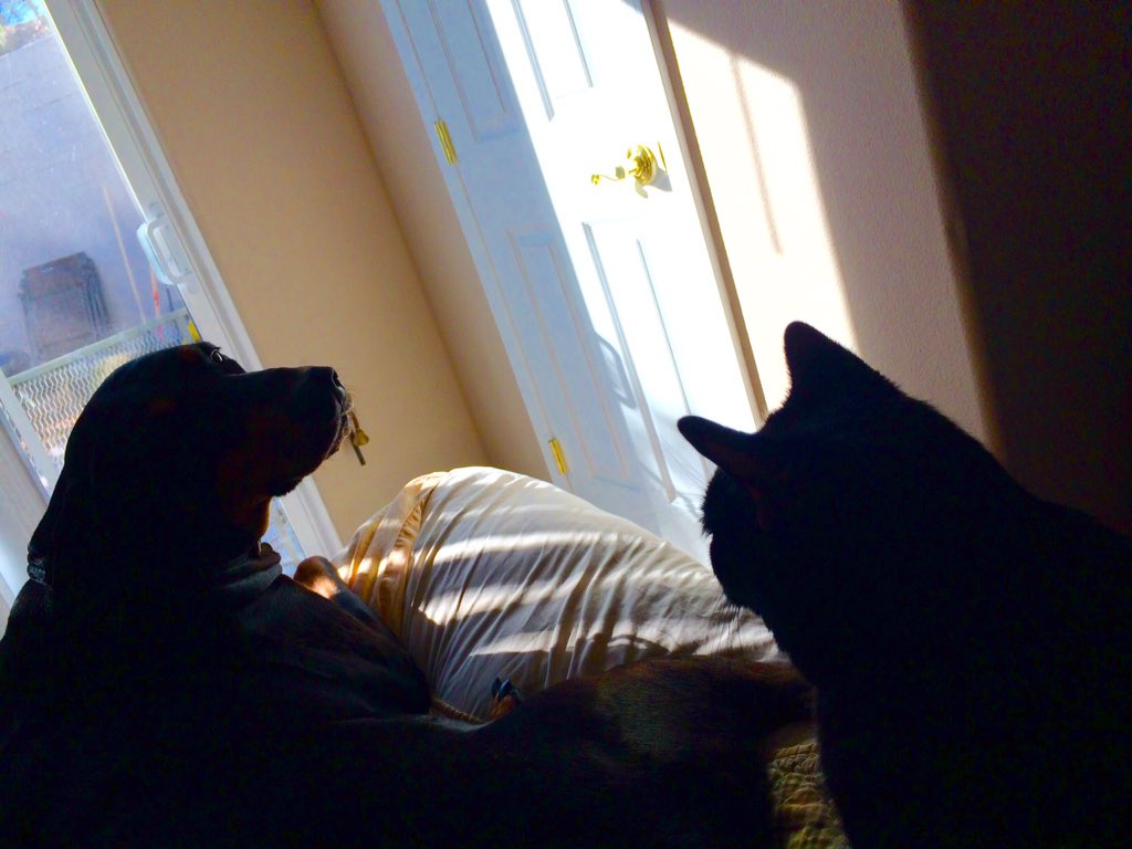 MayaTheDobie's tweet photo. Uh oh... I'm in the cat's spot. https://t.co/eqM5gmuf2I