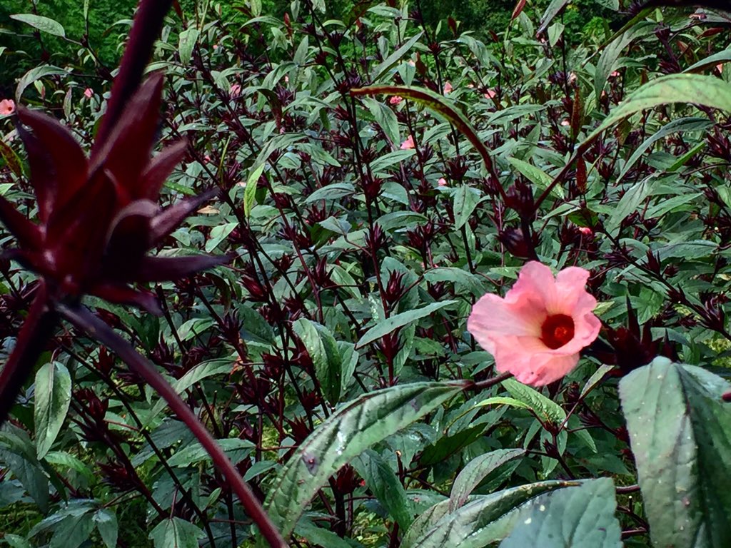 To live in a country like #Guatemala and be a chef is a privilege!!!