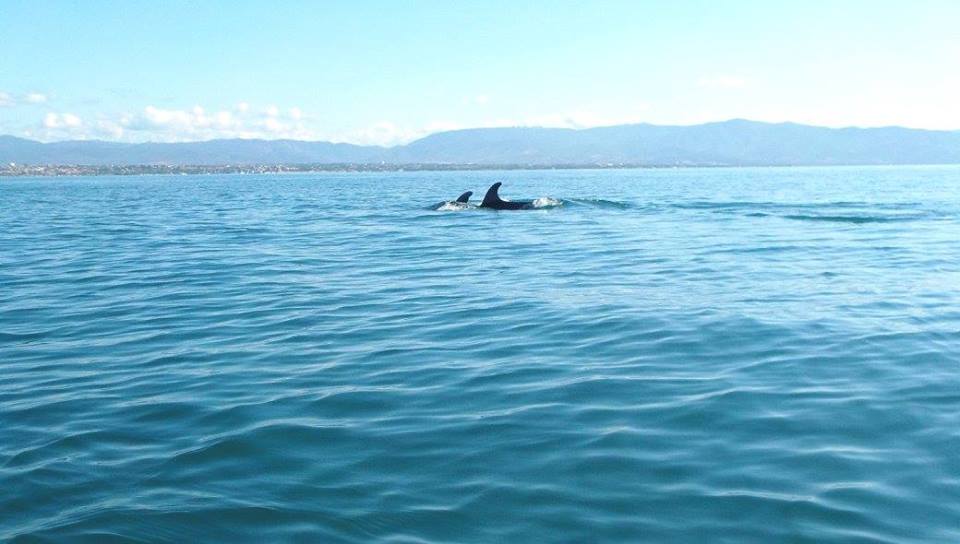 torillo59's tweet photo. @Carol_Stephen in a day so sad dolphins in #Sardinia Sea by #RaffaeleCotza  life wins over the death thank you Carol https://t.co/2rKKwl2fl5