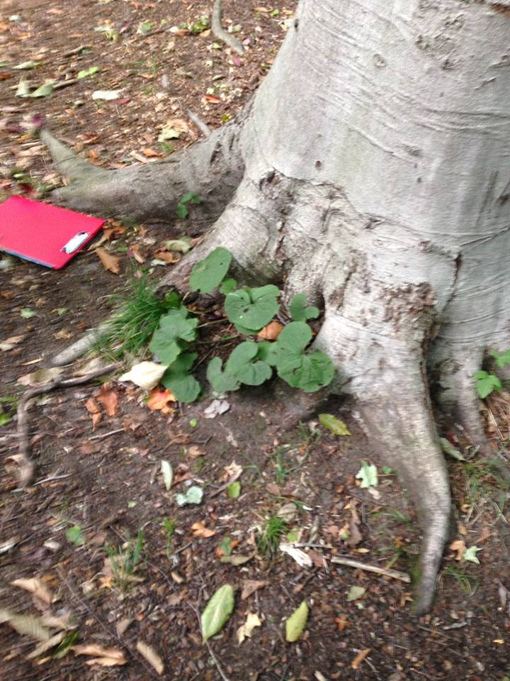 WildGingerAtMac's tweet photo. The smallest colony in the #MorganArboretum observed compared to the largest. #ENVB222 https://t.co/2Eiw3lFe4O