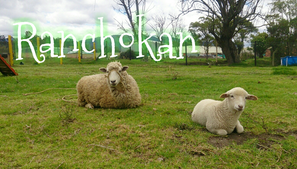 Ranchokan's tweet photo. Donato y Pancha hacen parte de la granja @Ranchokan #guardería y #hotel para tu mascota en Bogotá !!!! https://t.co/KetuCVxQSy
