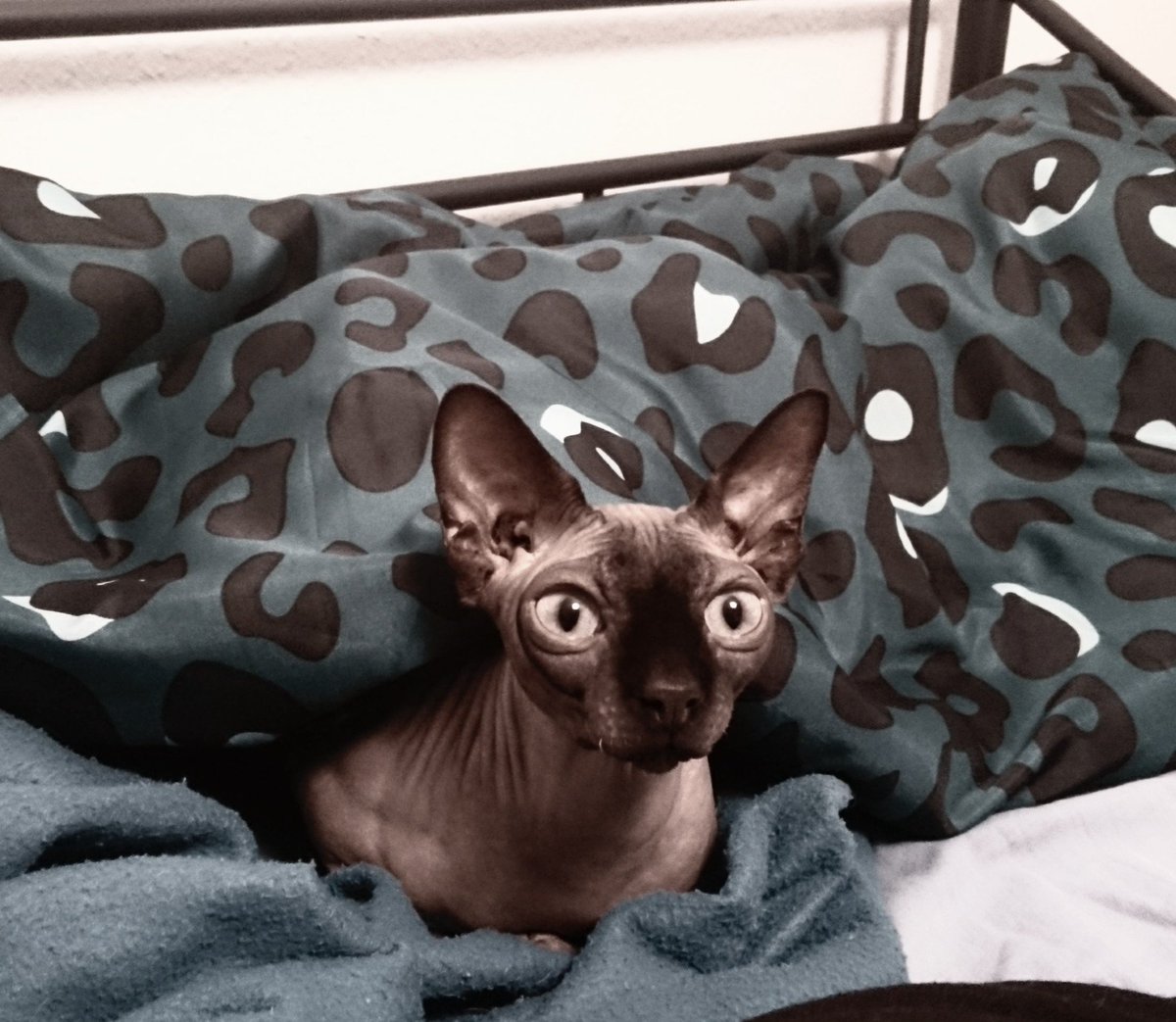 Ish_ONE_'s tweet photo. Mr. Olek under my girls blanket. https://t.co/giOy2DeE4m