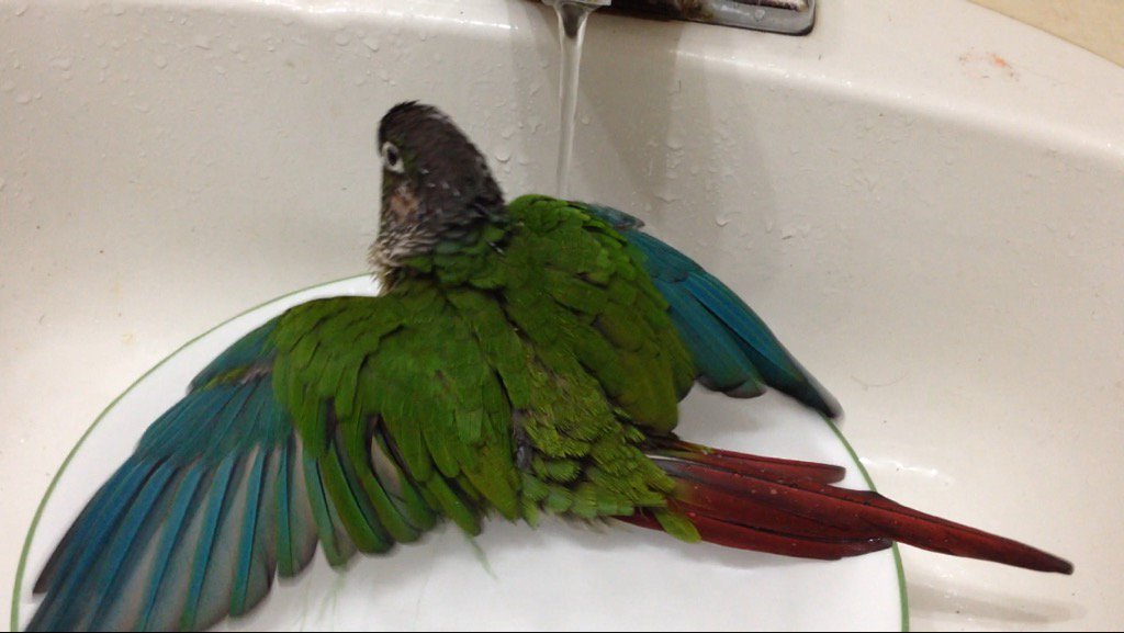 RedApropos tweet media