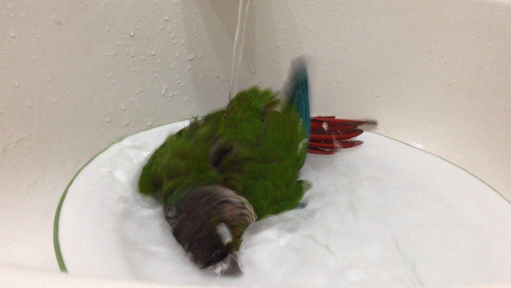 RedApropos tweet media