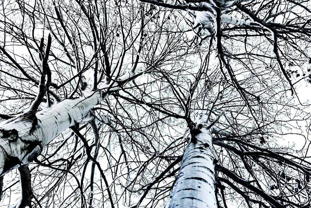 Drew Gilliland On Twitter Aspen Skeletons Colorado Aspen Tree Winter Fall Snow Creativecollective Greatnort Https T Co Llzhxkzfs9 Https T Co 7llbzl1niv