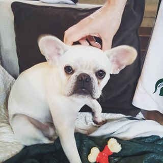 Frenchie_Cute's tweet image. Go Green! Go Gators! #frenchie #frenchbulldog #headscratch #gogreen #gogators findelight.net/frenbull_detai…