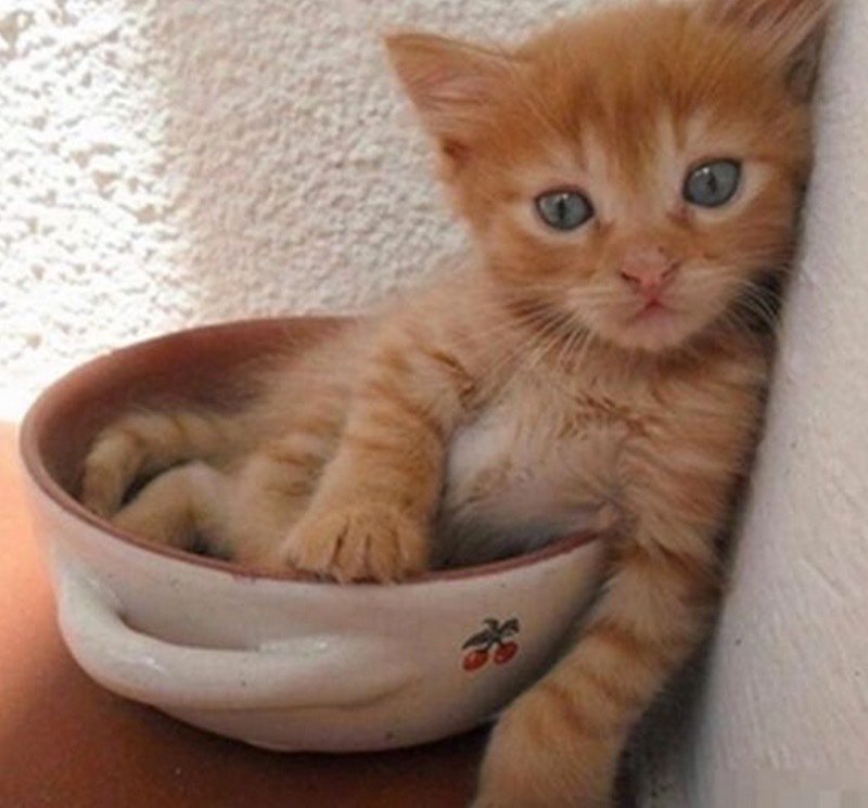 catsnkittys's tweet photo. Do you like my special bowl? https://t.co/E28zEJVEWu