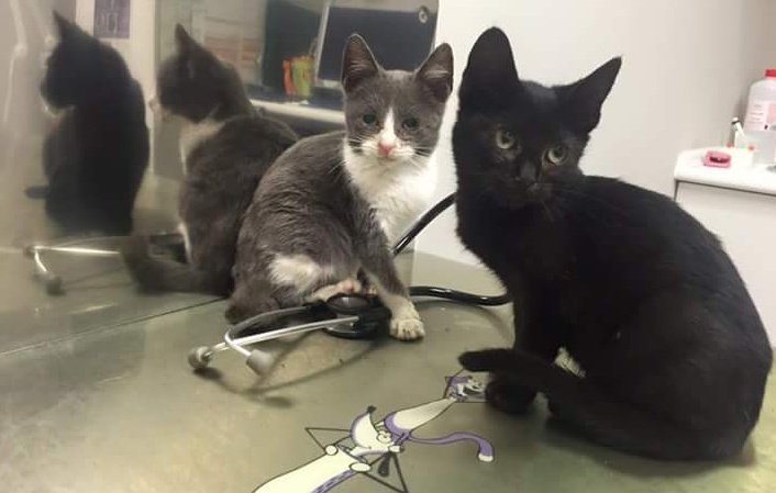 DefensaAnimalZA's tweet photo. Niebla &amp; Lluvia. Tienen 2 meses. Ya son #víctimas del #abandono. Necesitan un hogar urgentemente. #DAZ ➡📧/📞622934562 https://t.co/juFwmg2UjD