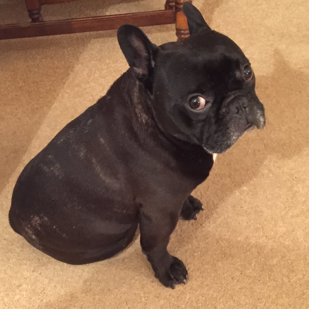 TheRealCamJack's tweet photo. Reunited with this wee fella after 10 weeks or so. Back to London tomorrow! #❤️ #mansbestfriend #frenchie https://t.co/3n7oA4Dyj2