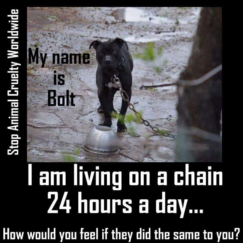 kaylamarie413's tweet photo. I dont want to be out here alone and cold and lonely please help me and dogs like me. #unchainthedogs https://t.co/6CMrcrnYNW