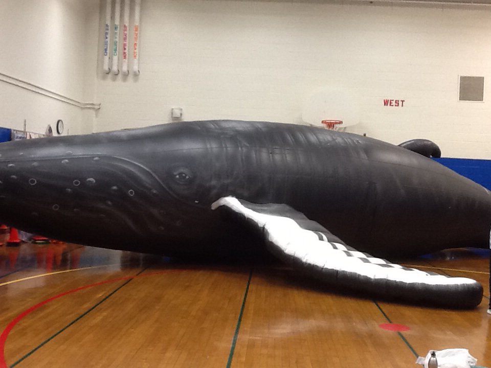teachkirk's tweet photo. Ss and teachers LOVED the whalemobile! #intriguingfacts #180opportunities @SharpsburgES https://t.co/OVYPAUsjeX