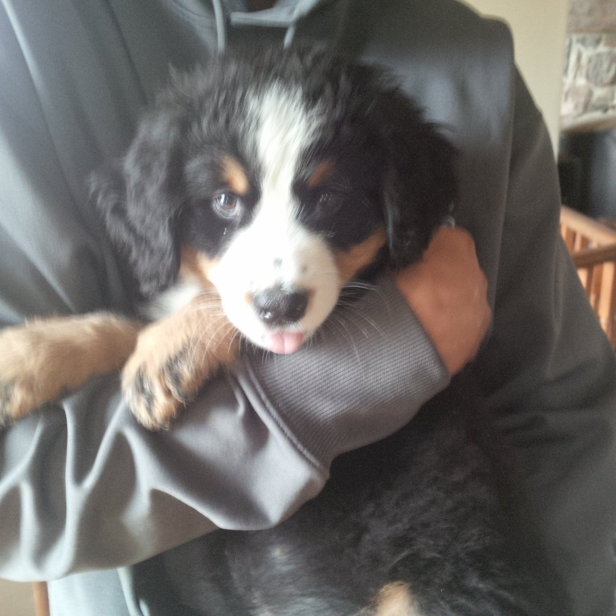 hidden hills bernese