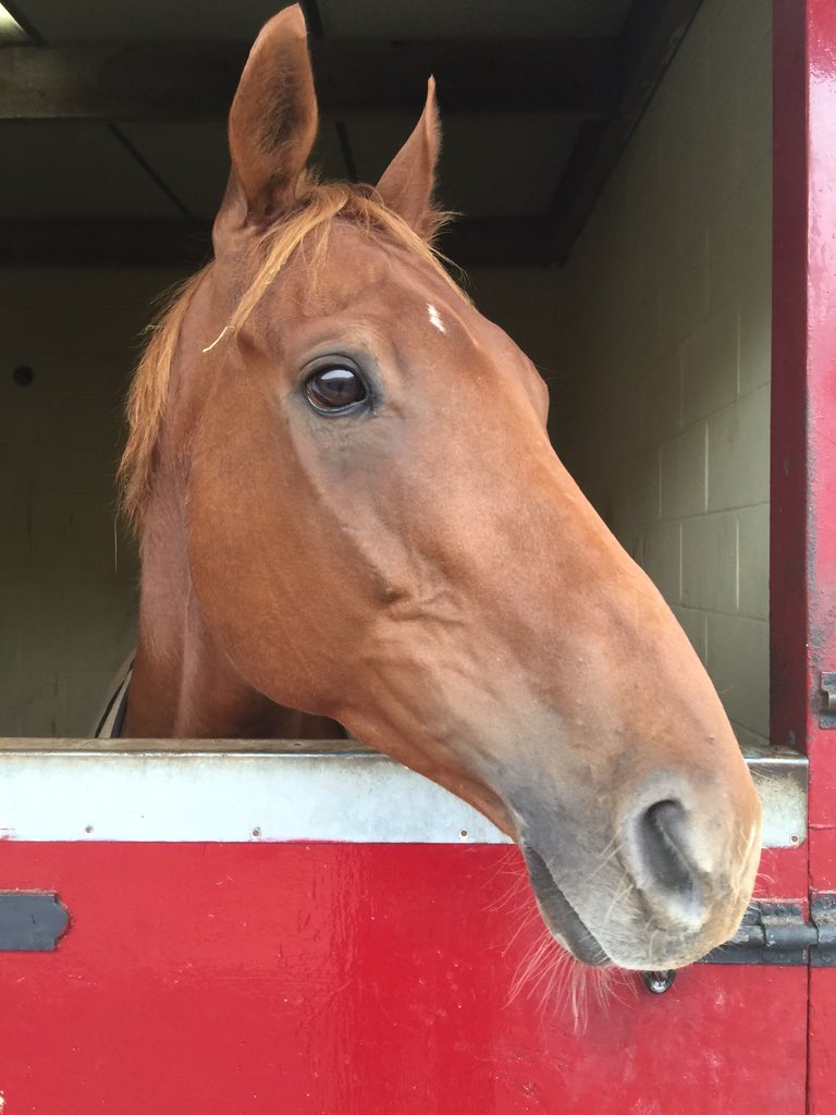 mrossi11's tweet photo. @TheJockeyClub Really hope this fellow runs well @CheltenhamRaces He deserves a nice pot! #lovethejumps #simplyned https://t.co/PQQzDSu2WB