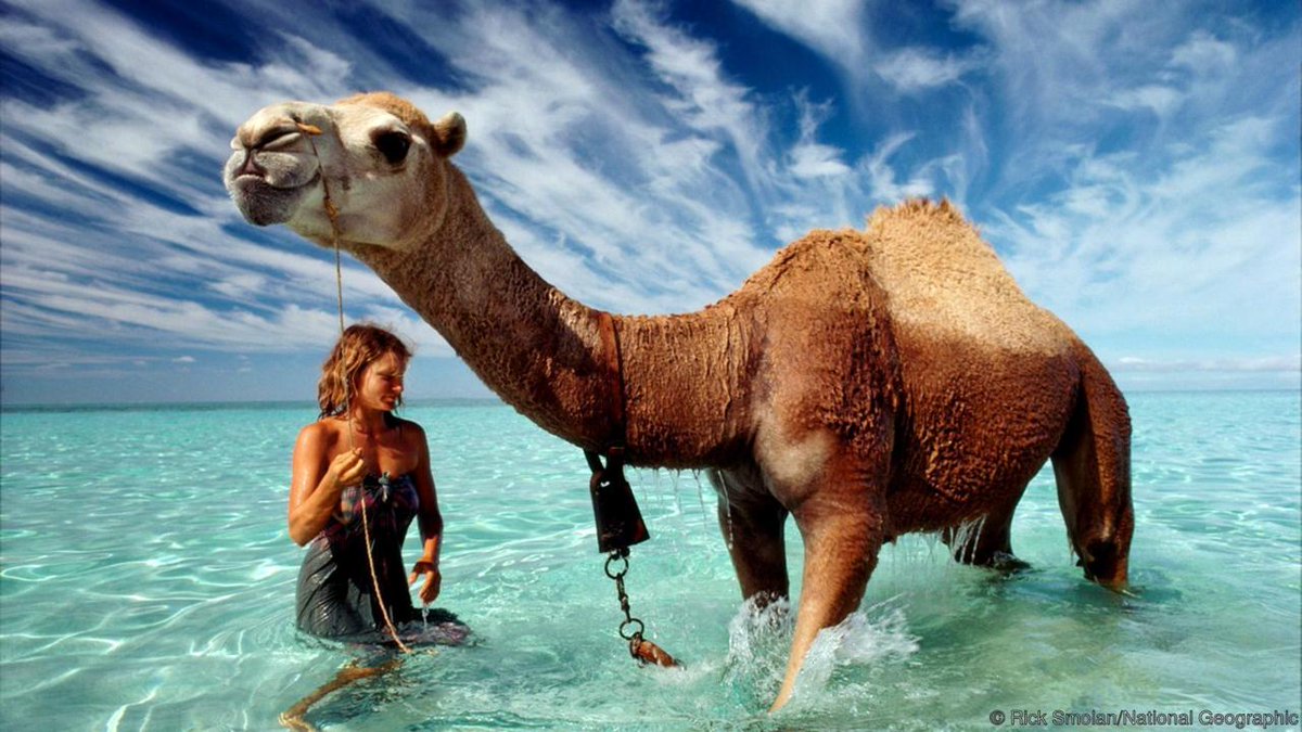Four camels, one woman and 2,736 kilometres of desert. Now that's a road trip. bbc.in/1b19tkc