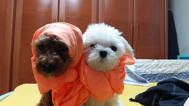 wjs562's tweet image. 꼬물찡 💖 두부찡 💖 — 사랑스러워요