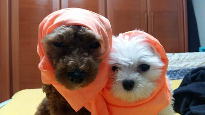 wjs562's tweet image. 꼬물찡 💖 두부찡 💖 — 사랑스러워요