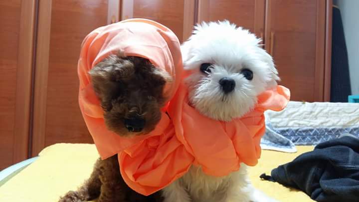 wjs562's tweet image. 꼬물찡 💖 두부찡 💖 — 사랑스러워요