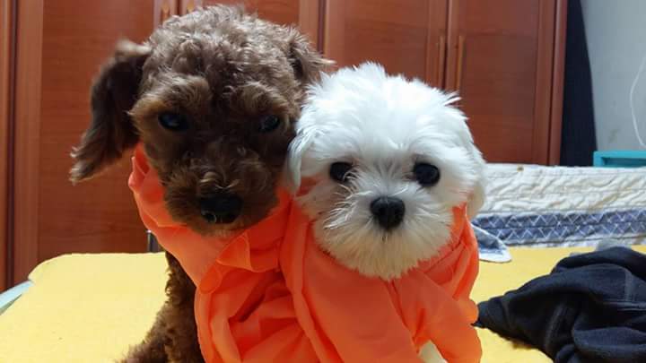 wjs562's tweet image. 꼬물찡 💖 두부찡 💖 — 사랑스러워요