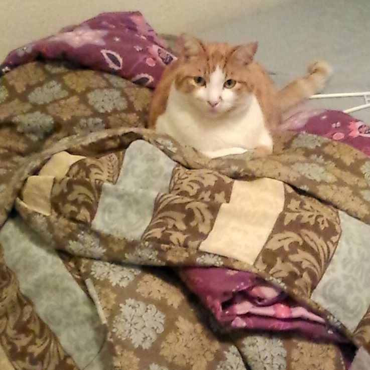 Chatchatcatcat's tweet image. ...... this spot is occupied ......... #itisalso #mybed #elevated #catsofinstagram #catsofig #cats #caturday #cutep…