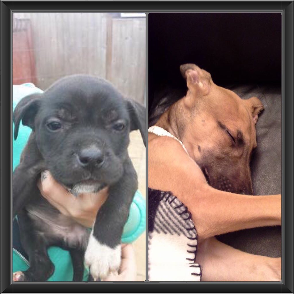 2 pups <a href="/NWDogRescue/">FindingFureverHomes</a> "HONEY I'm still free, take a CHANCE on me #FFH both 10 weeks old, needing furever homes ❤️💙