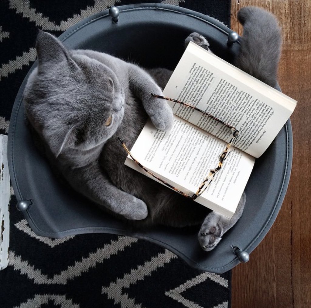 Кот читает