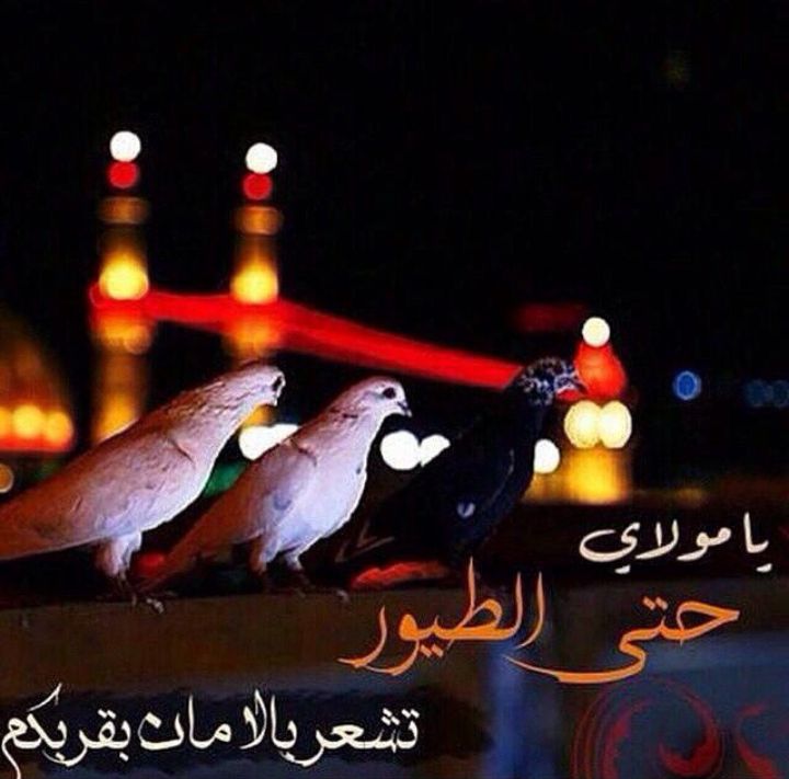 ياحبيبي ياحسين… .