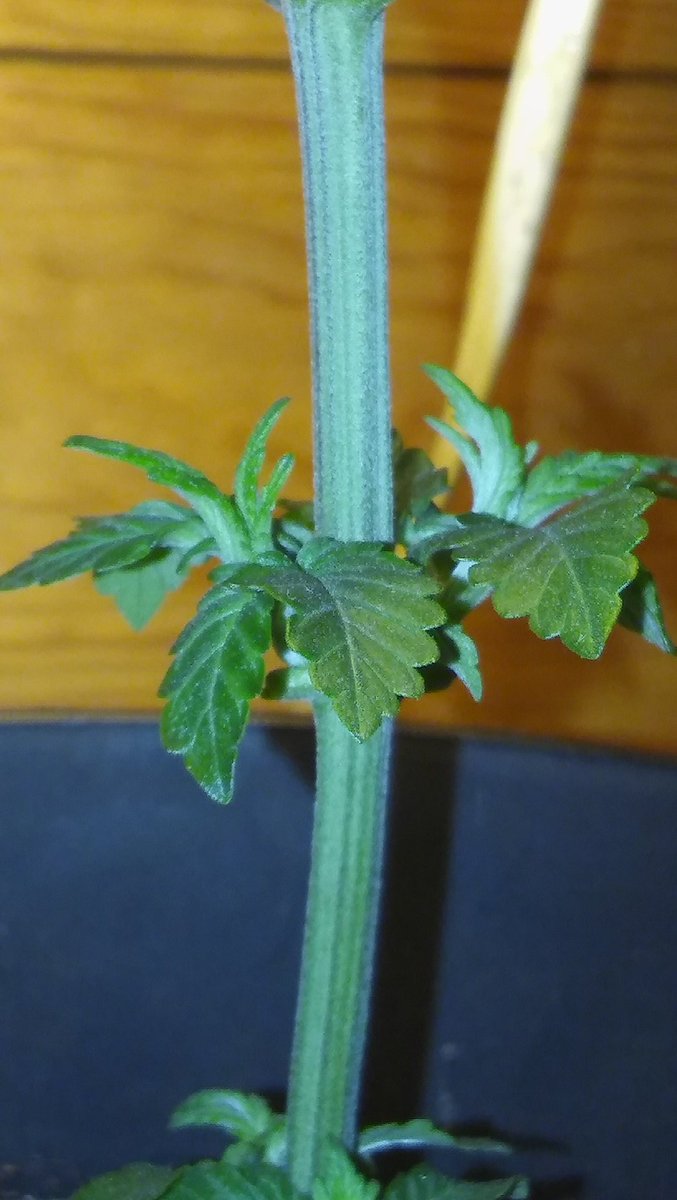 justlivehigh's tweet image. Our little baby growing.. #homegrown #weed #weedporn