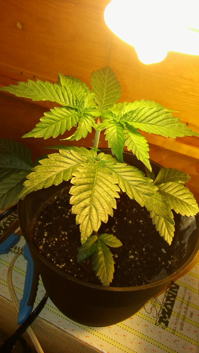 justlivehigh's tweet image. Before i chopped all her fan leaves off.. #month3 #weedporn #homegrown