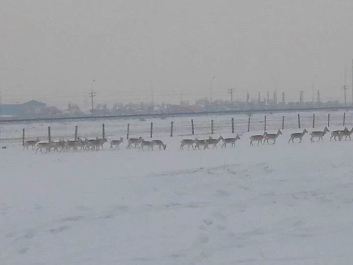 temka11110's tweet image. 22ын товчоо орж ирсэн бна гэнэ. онцгой анхаарч хамгаалахгүй бол хядаад дуусгана @m_zorigt @OtgonbayarY @Temuujin_Kh