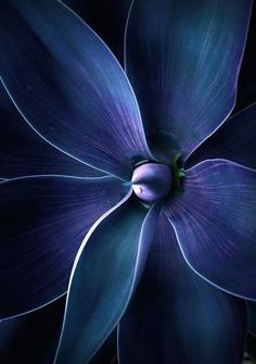 ideafillme's tweet photo. #blue #color ◘ #pinterest Blue flower... →https://t.co/rhBlmuHRSn ◘ https://t.co/g7CQC6rfBh