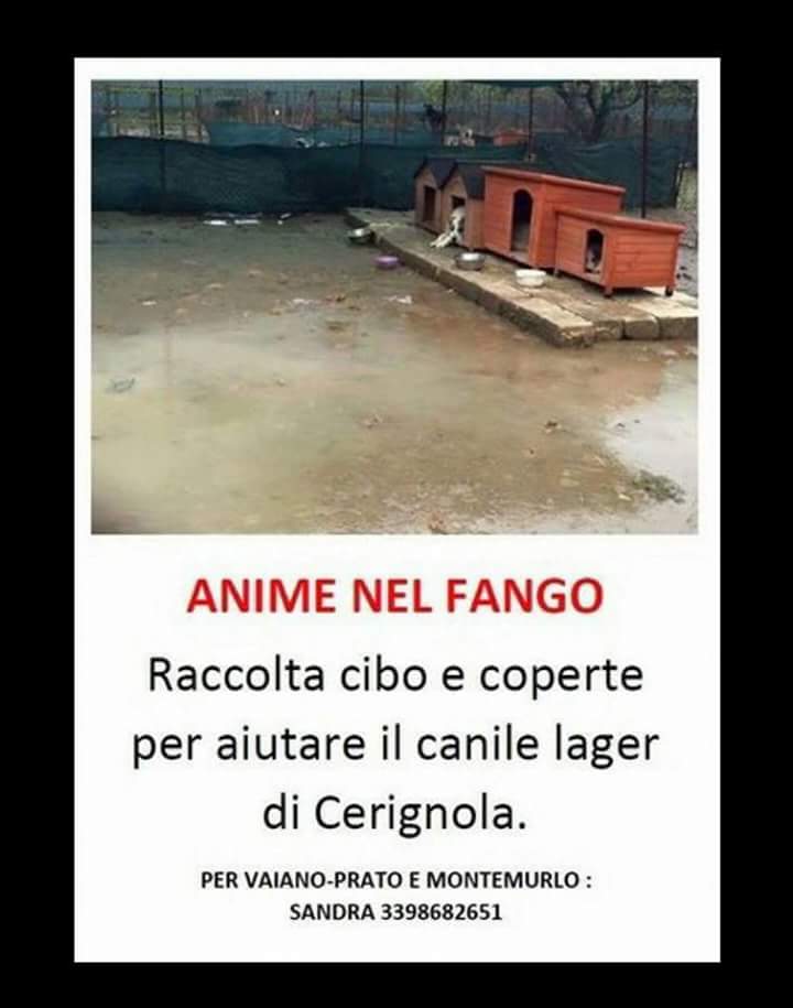 Anime nel fango! Canile di Cerignola!!!!!Raccolta cibo e coperte!!!