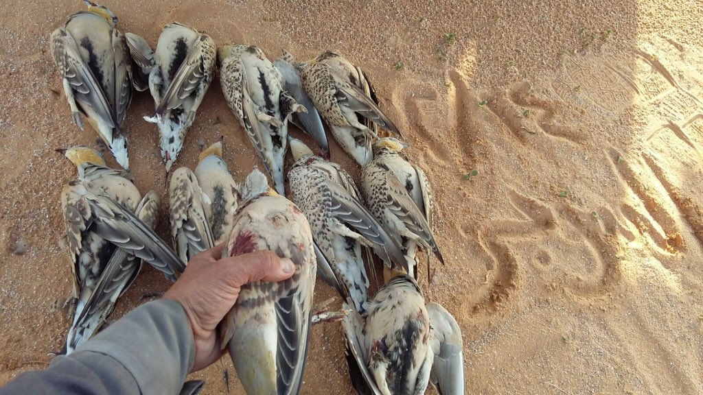 صيد اليوم 
١٠ قطا
صيد السوبر 
ماشاء الله يصيد ويفيد
