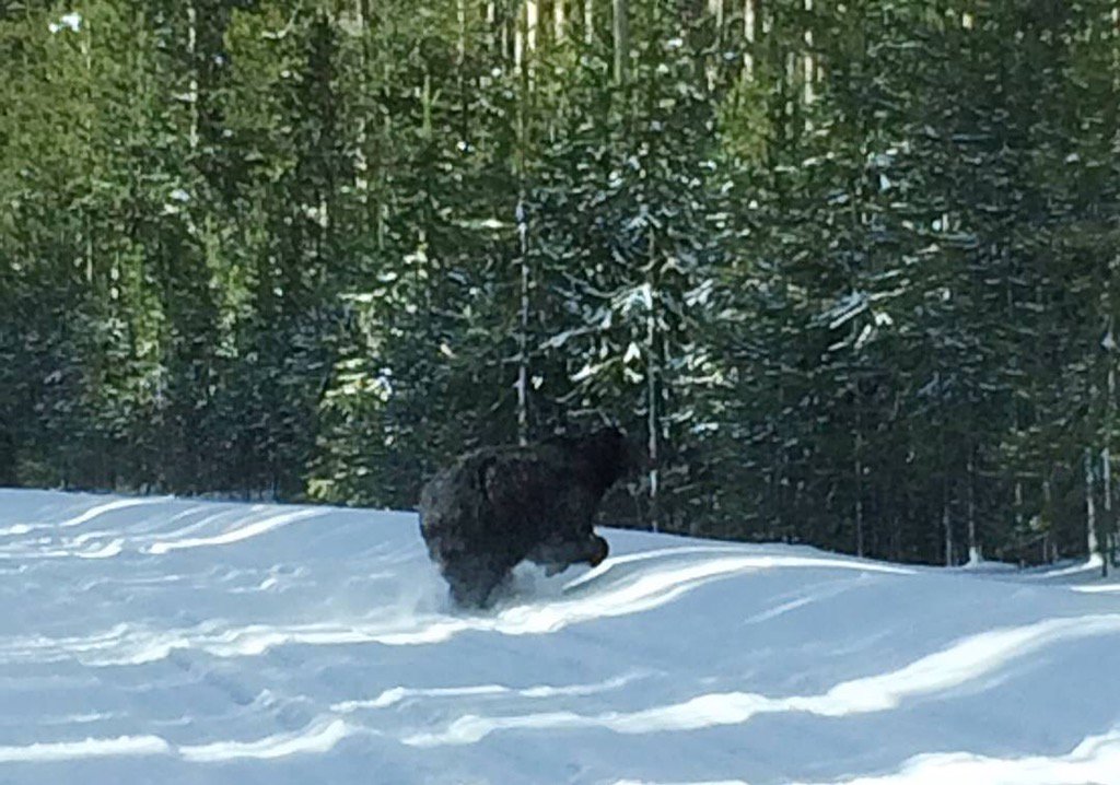 YellowstoneNPS's tweet photo. Hyperphagia: the period in fall when bears gain more than three pounds per day until they hibernate. #WordoftheDay https://t.co/uzoNq1IxUI