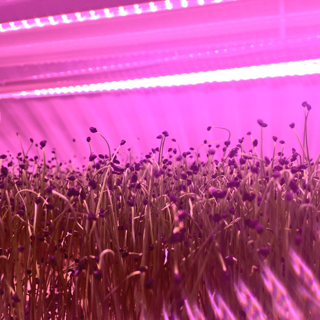 P_Dorrie's tweet photo. Great time @GrownUnder today!Such an innovative approach to sustainability &amp; product freshness within M25👌🏻 #london https://t.co/zvBh8KlHTV