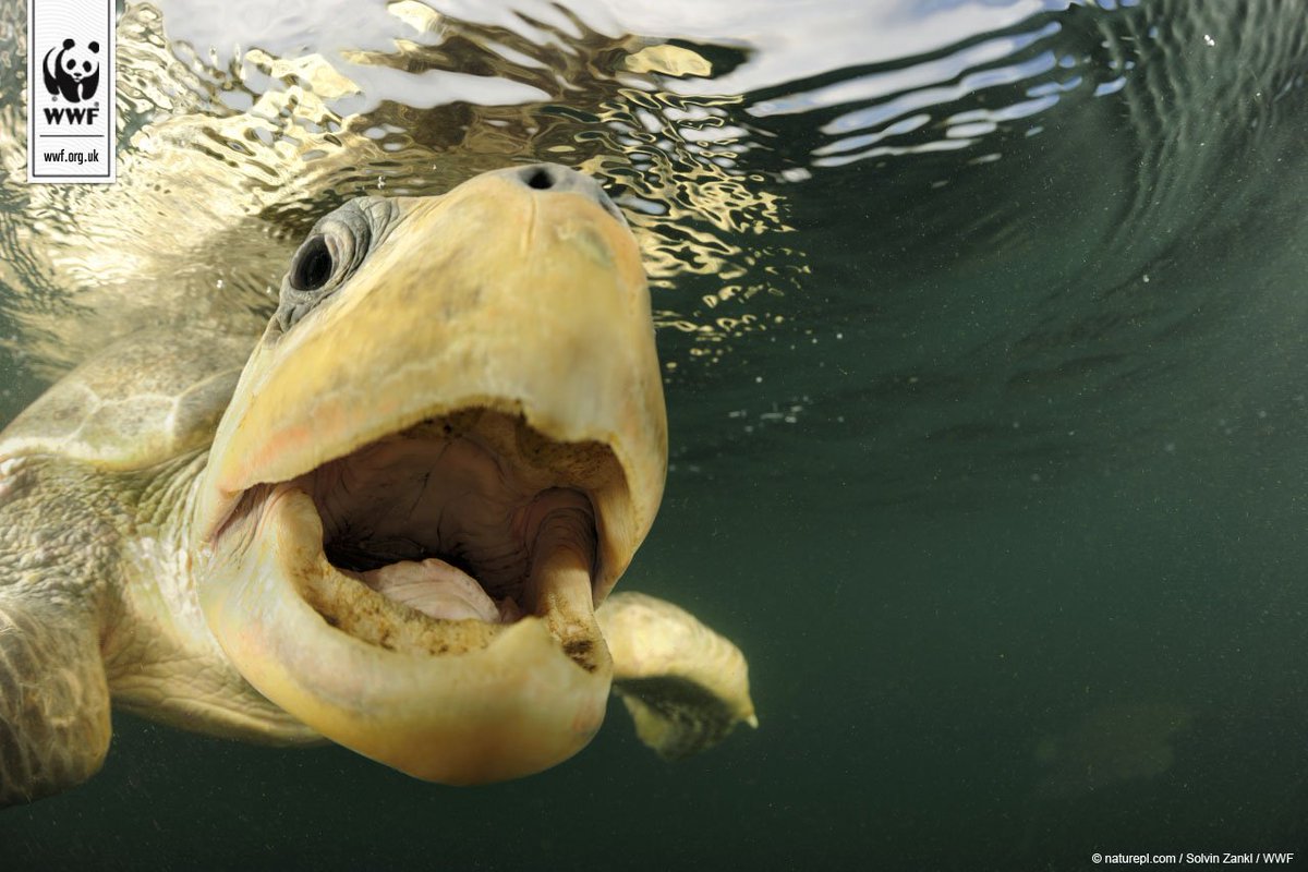 wwf_uk's tweet image. #FridayFeeling!