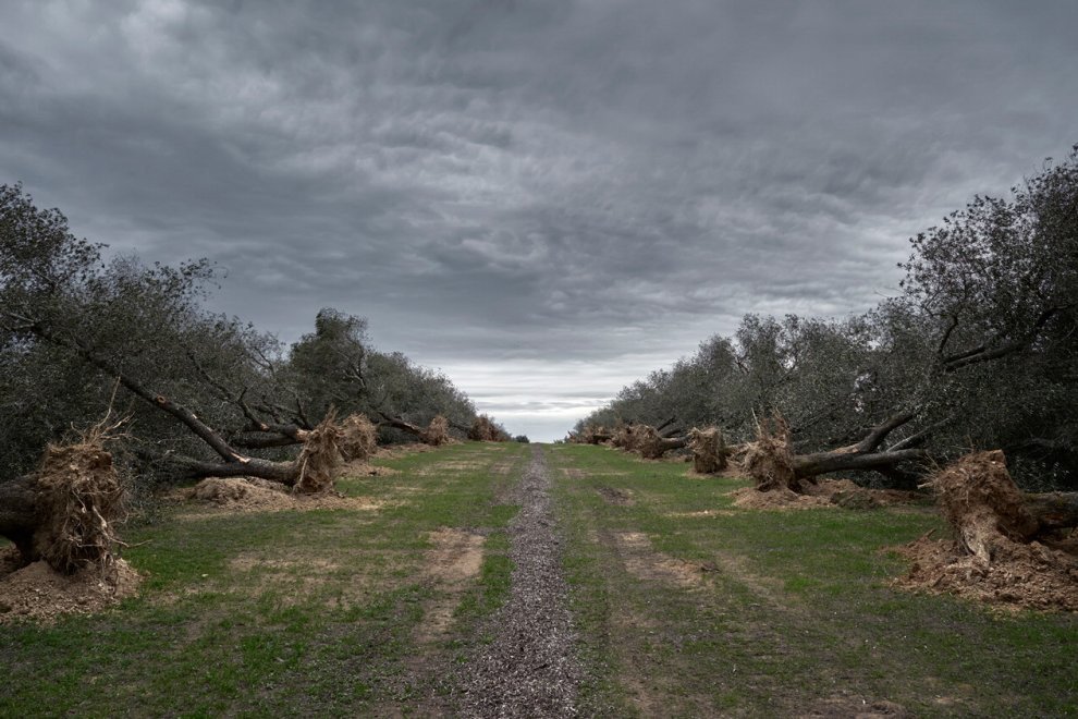 WineNewsIt's tweet photo. #Ulivi contagiati da #xylella e eradicati come da #PianoSilletti, a #Torchiarolo #Puglia (foto #VincenzoRapanà ) https://t.co/N4lvqmecfn