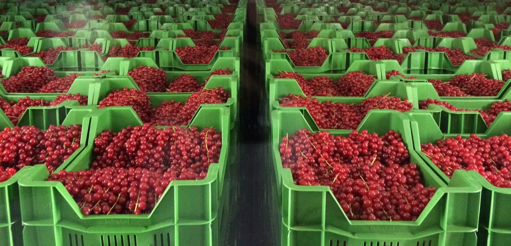 Heeel veel aalbessen #Tiel2711