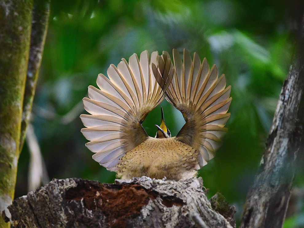 ServeFacts's tweet photo. National Geographic: Photo of the Day (November 27, 2015)
A young Victoria's riflebird practices a mating display. https://t.co/0wiPxzyeaP