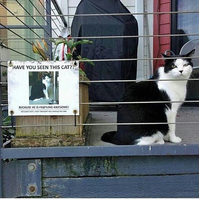 indiobotod's tweet photo. Have you seen this cat? #notlostandfound https://t.co/0vSOix7xSO