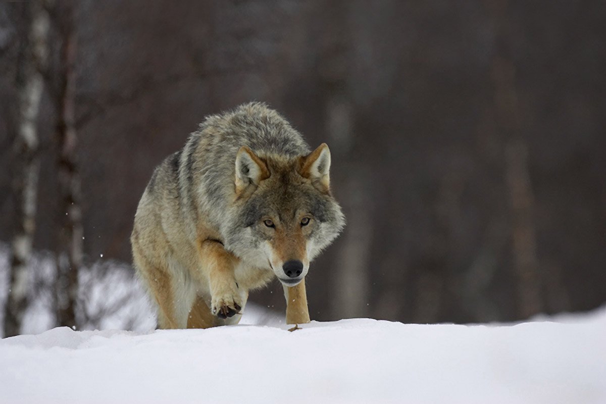 GeographicalMag's tweet photo. #RewildingWeek: How Scotland could be wilder https://t.co/6oRXWcYrbI https://t.co/IEHmlvw2fy