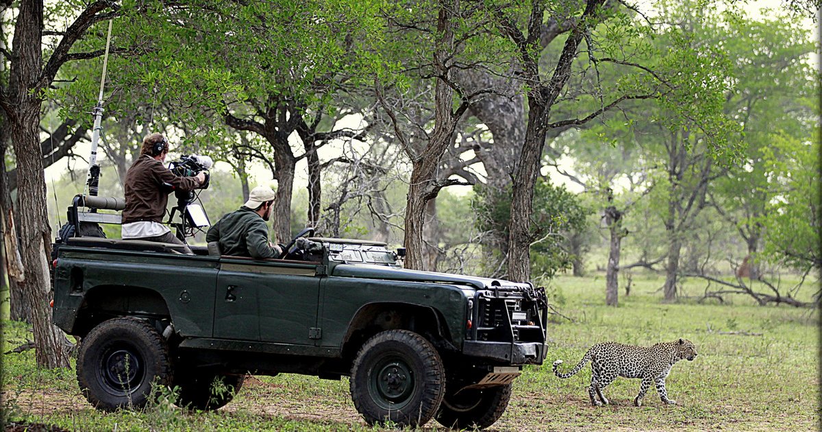 HuffPost's tweet photo. Get the thrill of a safari without ever leaving home https://t.co/E3uDm0Ndm3 https://t.co/mPC8V9nMnP