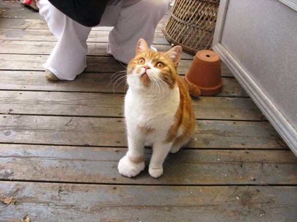 蜂に刺された猫の 刺されてませんから 的な表情が 可哀想だけど笑っちゃう 画像 Togetter